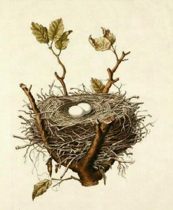 nest