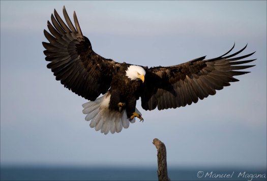 MMM-Alaska-0322200930