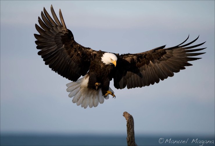 MMM-Alaska-0322200930