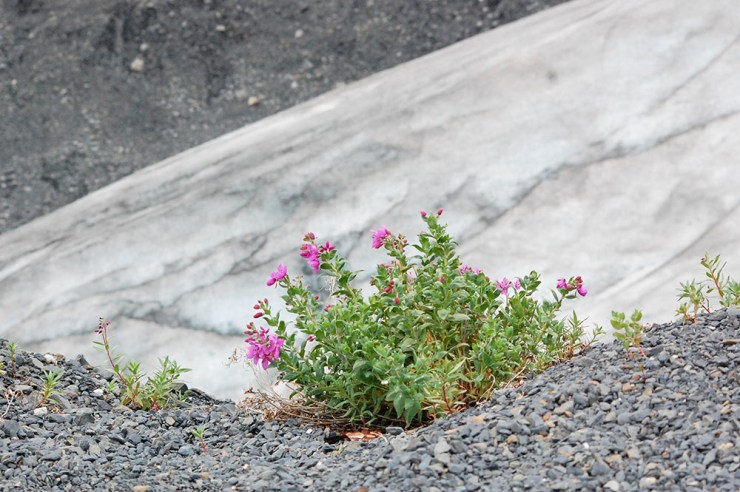 flower-glacier
