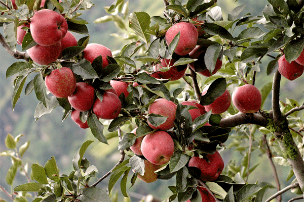 solang_valley_apple_orchard_bg