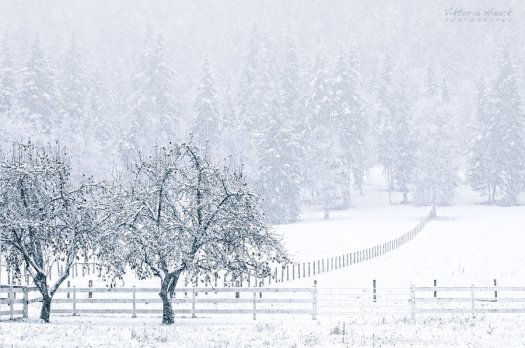 silent_snow_by_islandtime-d4jje7z