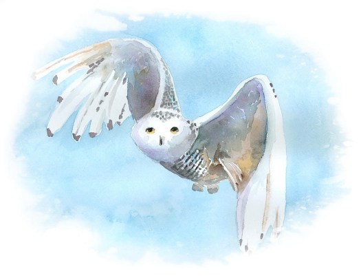 snowy owl